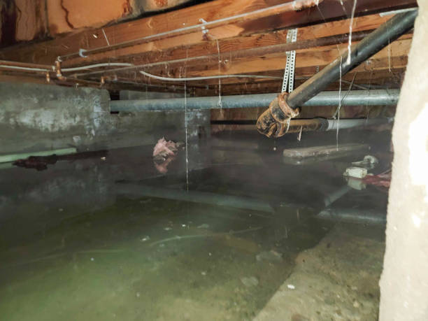 Best Carpet water damage restoration  in Northchase, NC